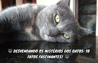 10 Fatos Interessantes Dos Gatos Curiosidades 360