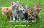 20 Curiosidades Fascinantes Sobre os Gatos