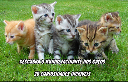 Curiosidades Fascinantes Sobre Os Gatos Curiosidades