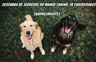 10 Curiosidades Incríveis Sobre Cachorros