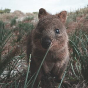 Quokka