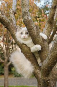 Gatos possuem um senso de equilíbrio