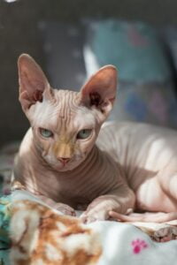 Gato Sphynx