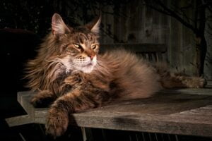 Maine Coon