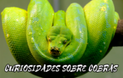 Segredos das Cobras curiosidades incríveis