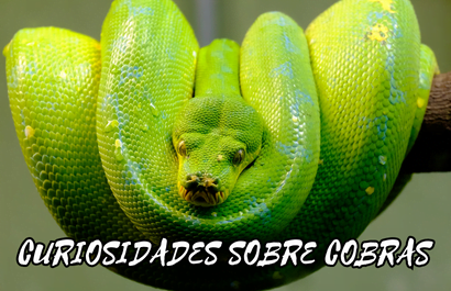 Segredos das Cobras curiosidades incríveis